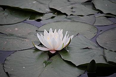 《马力欧+疯狂兔子星耀之愿》发布中文介绍视频